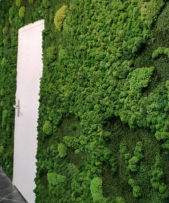 pared-jardin-vertical-plantas-preservadas-musgo