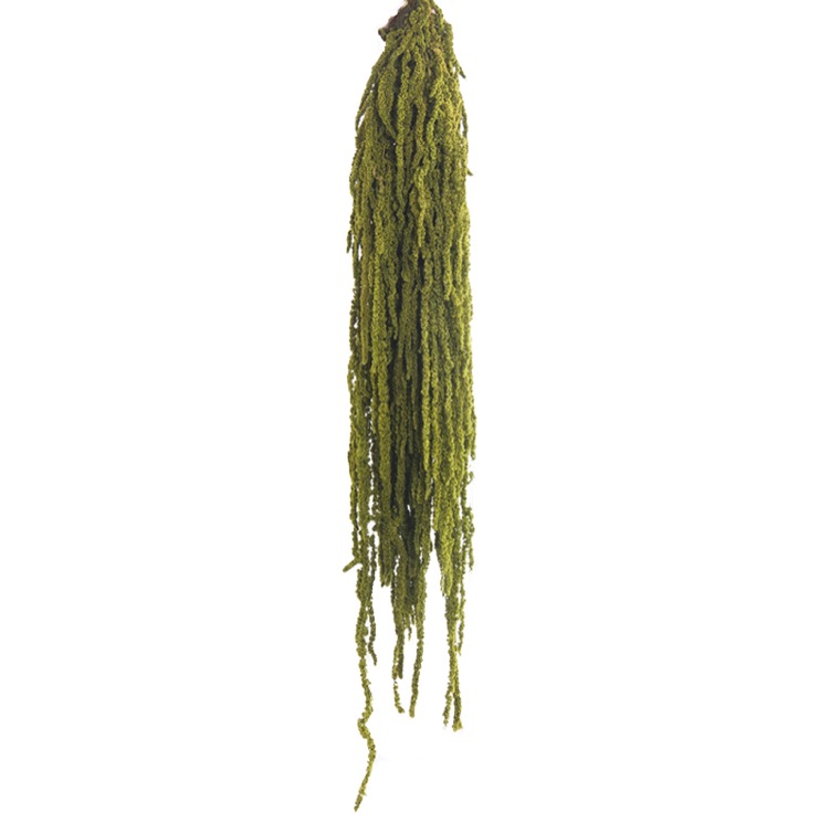 amaranto-almendra-verde-preservado-decomos