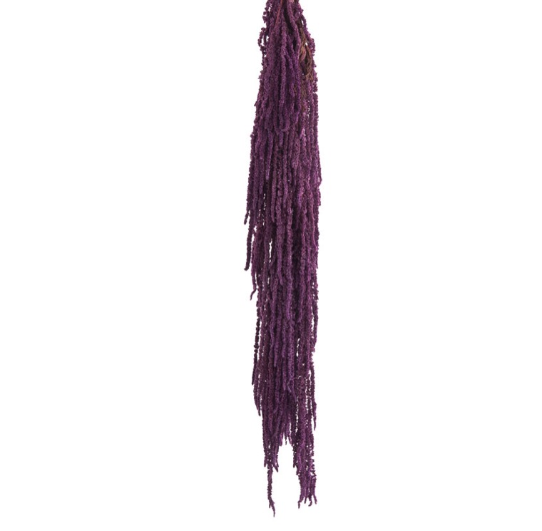 amaranto-purpura-preservado-decomos