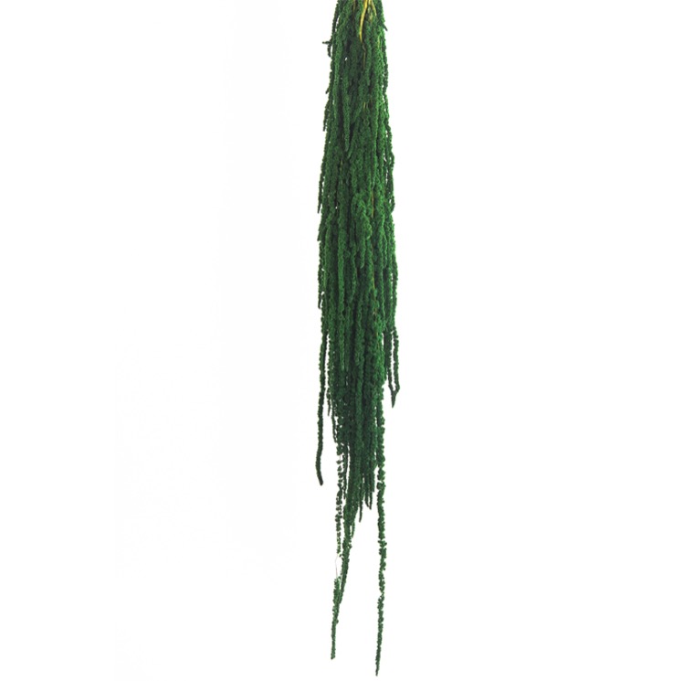 amaranto-verde-preservado-decomos
