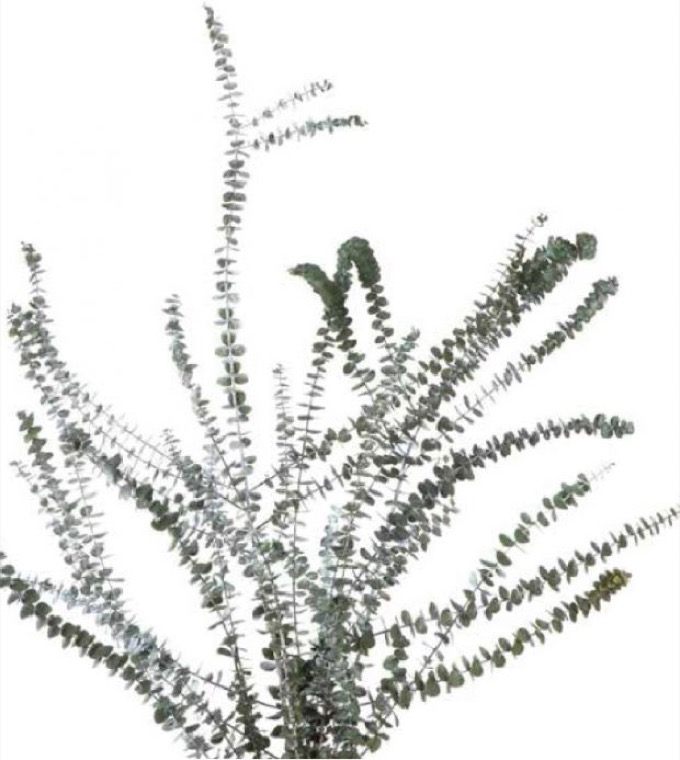 eucalipto-babyblue-preservado-decomos