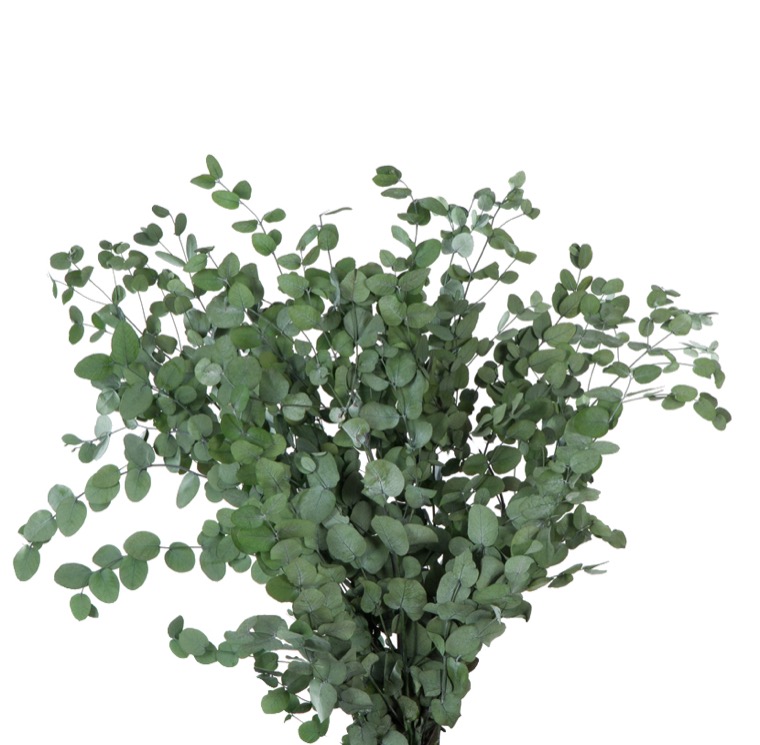eucalipto-gunny-preservado-decomos