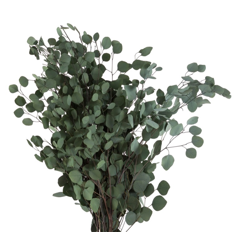 eucalipto-populus-preservado-decomos