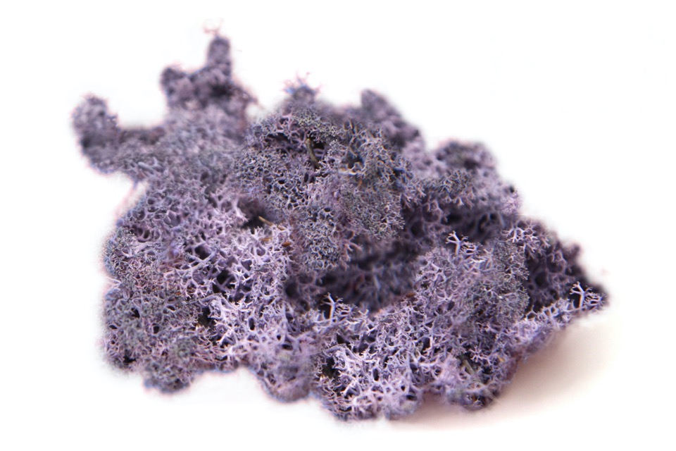 liquen-purpura-preservado-decomos