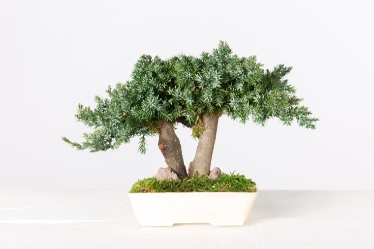 bonsai-procumbens-preservado-decomos-1