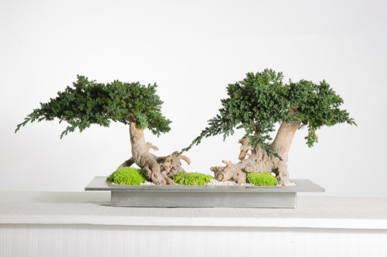 bonsai-root-doble-preservado-decomos