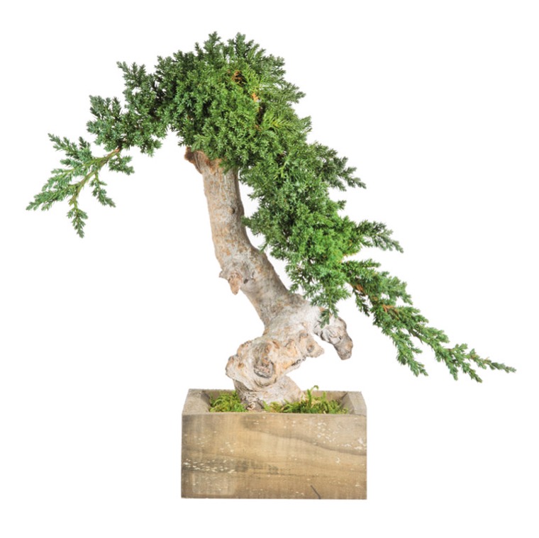 bonsai-root-simple-preservado-decomos