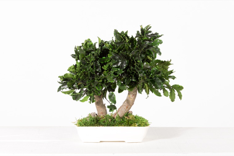 bonsai-tenuifolium-preservado-decomos