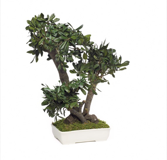 bonsai-tobira-tobera-preservado-decomos