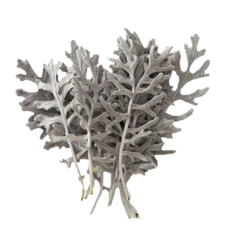 cineraria-leaves-preservado-decomos