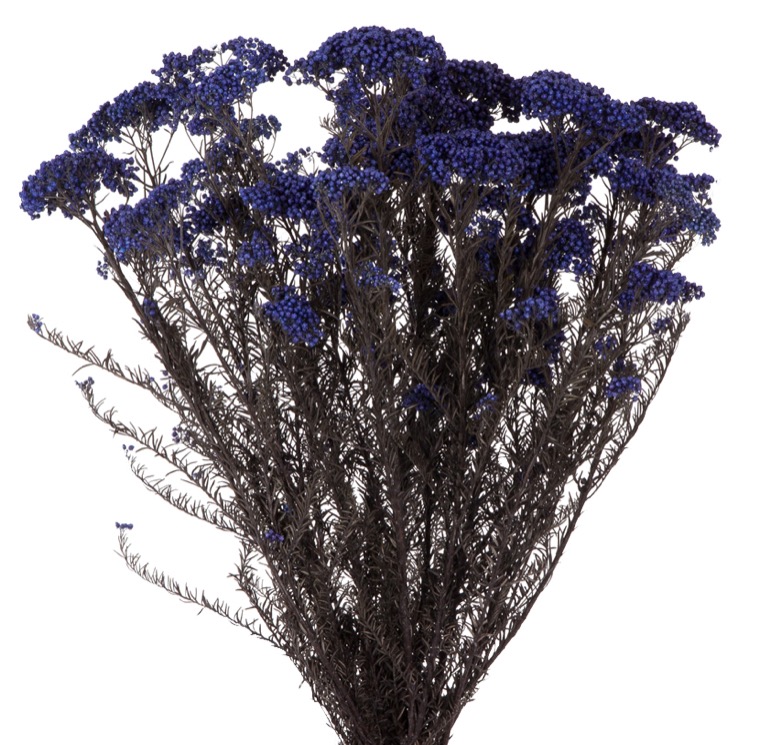 helychrisium-diosmi-azul-preservado-decomos