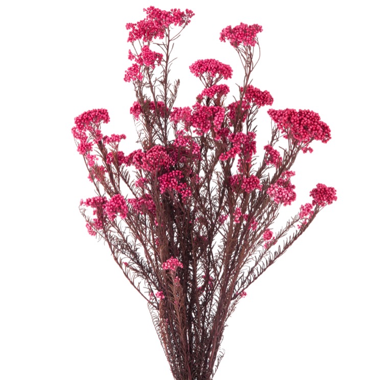 helychrisium-diosmi-rosa-preservado-decomos