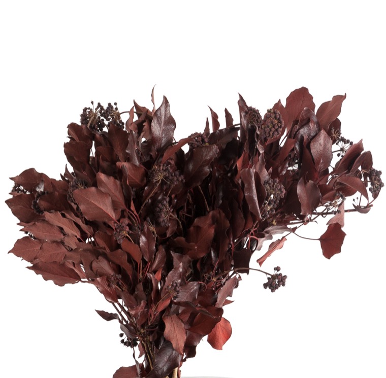 hiedra-arborea-roja-preservado-decomos