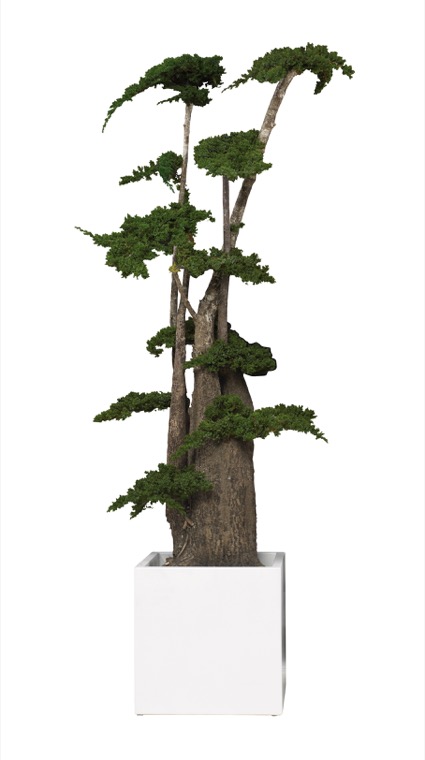 jumbo-juniperus-190m-preservado-decomos