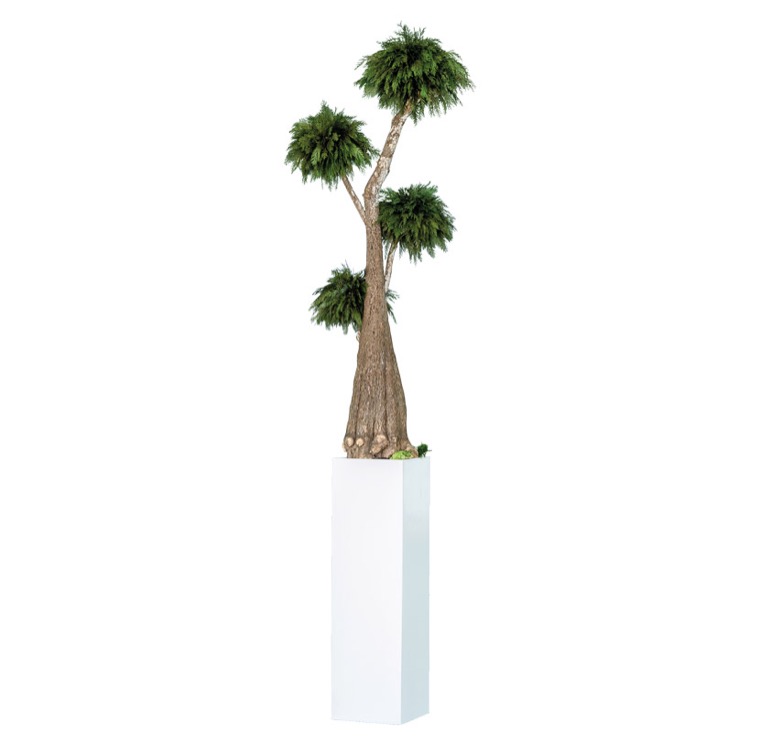 jumbo-thuja-160-preservado-decomos