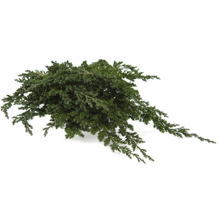 juniperus-preservado-decomos