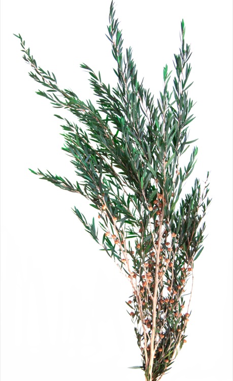 lepto-lungifolia-preservado-decomos