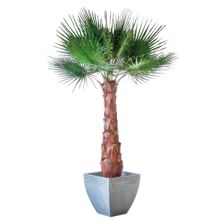 palmera-washingtonia-preservado-decomos