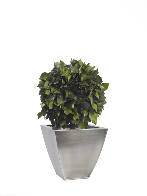 topiary-hedera-preservado-decomos-1