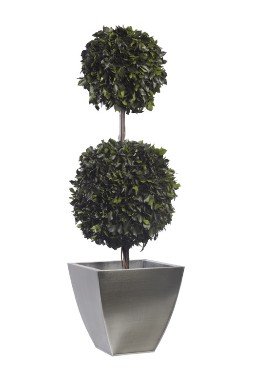topiary-hedera-preservado-decomos-2