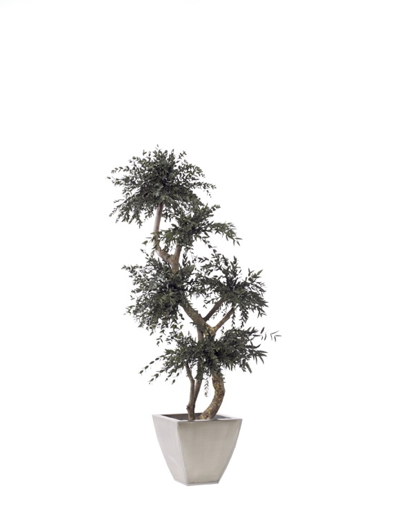 topiary-parvifolia-preservado-decomos