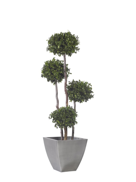 topiary-spheres-topiary-spheres-phito-preservado-decomos