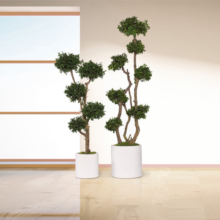 topiary-tenuifolium-preservado-decomos