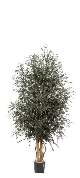 wide-parvifolia-preservado-decomos