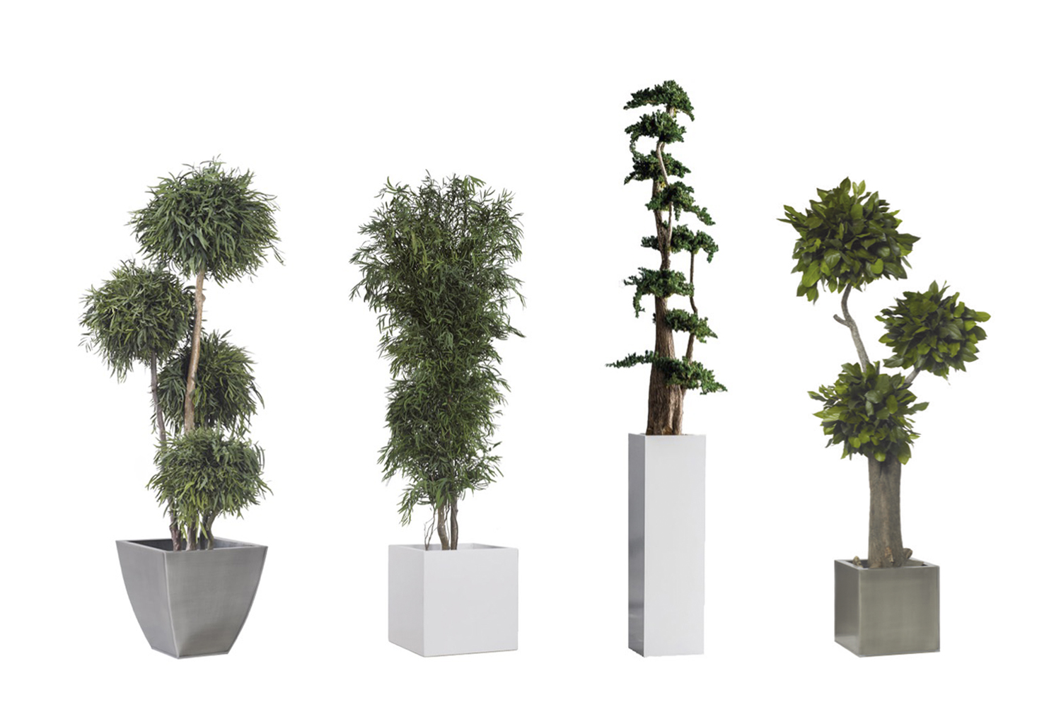 arboles-preservados-sin-riego