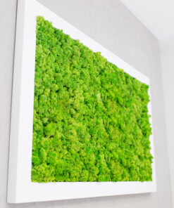 cuadros-preservadso-plantas-naturales-mugo-liquen