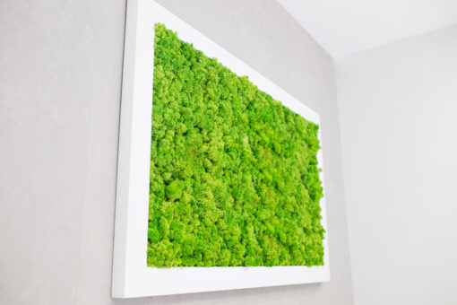 cuadros-preservadso-plantas-naturales-mugo-liquen