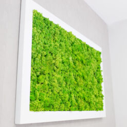 cuadros-preservadso-plantas-naturales-mugo-liquen