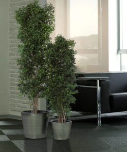decoracion-cuadros-preservado-decomos-arboles