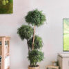 decoracion-cuadros-preservado-decomos-arboles