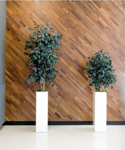 decoracion-cuadros-preservado-decomos-arboles
