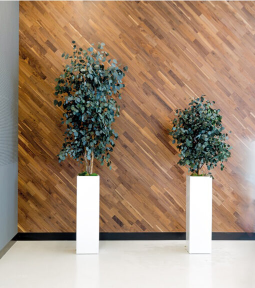 decoracion-cuadros-preservado-decomos-arboles